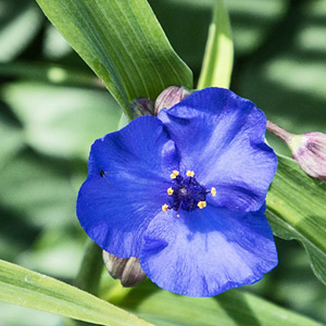 Dreimasterblume